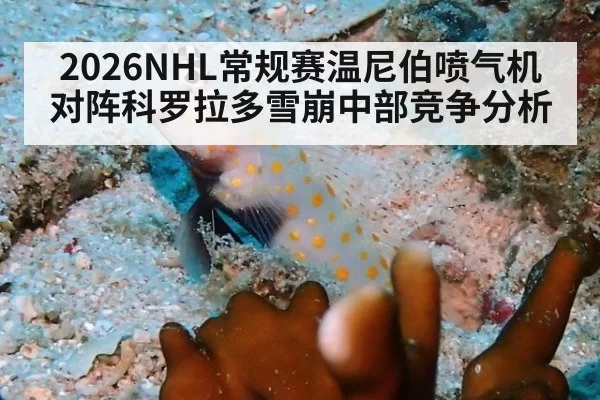 2026NHL常规赛温尼伯喷气机对阵科罗拉多雪崩中部竞争分析